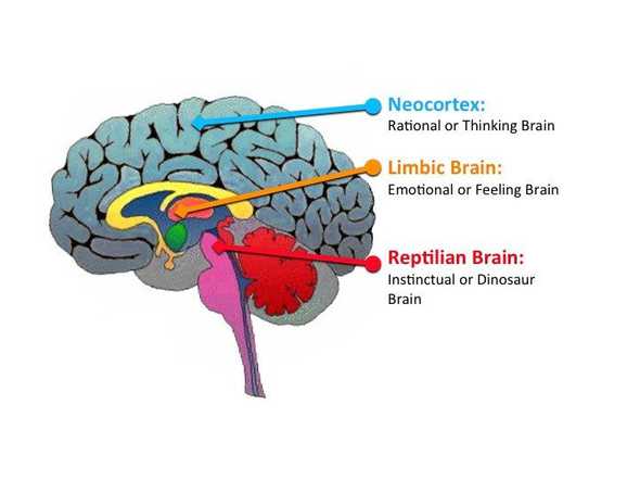 Human brain diagram